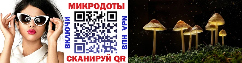 Купить где  Баксан  Псилоцибиновые грибы Psilocybine cubensis 